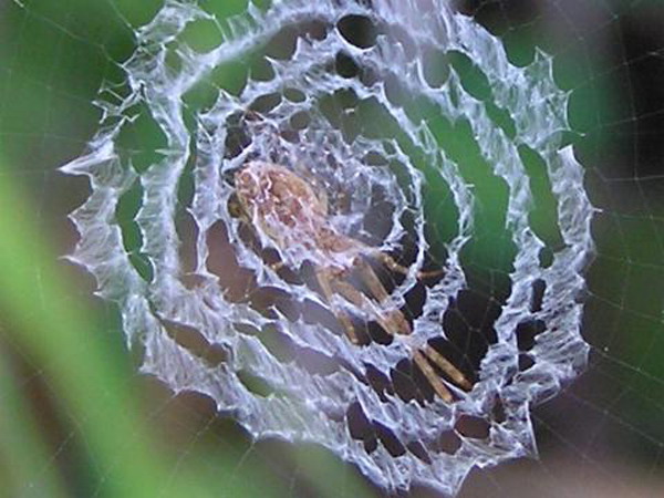 是涡蛛属30种小型 a target="_blank" href=