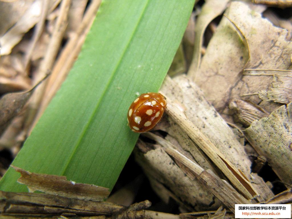 十二斑褐菌瓢虫