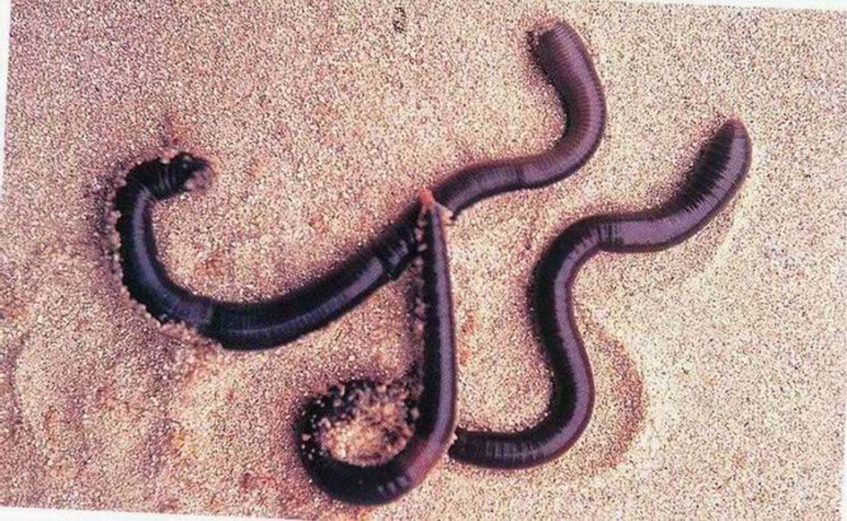 钜蚓科环毛蚓属的一种 a target="_blank" href="/item/环节动物