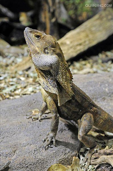  p>蜥蜴亚目(sauria) a target="_blank" href="/item/飞蜥科/9925916