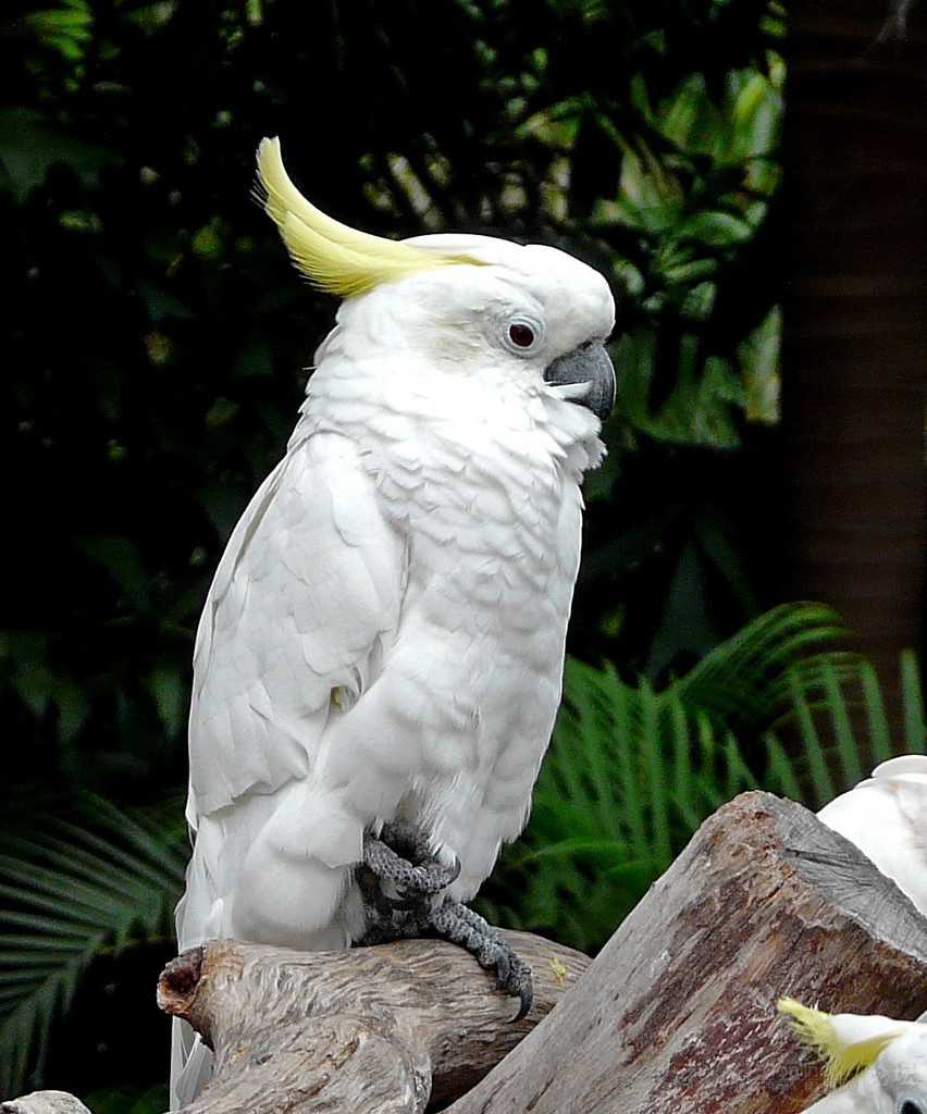  p>小凤头鹦鹉(学名 : i>cacatua sanguinea /i>)是 a href="#">鹦形