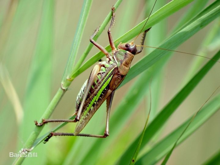 蝈蝈图片_百度百科
