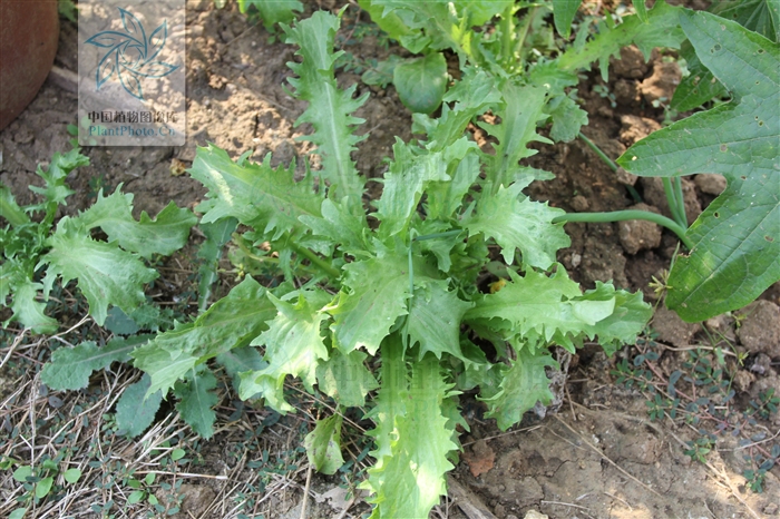  p>菊苣属(学名:cichorium l.