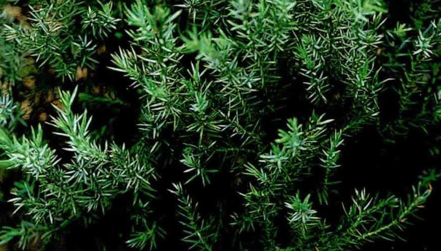  p>昆明柏(学名:sabina gaussenii (cheng) cheng et w. t.