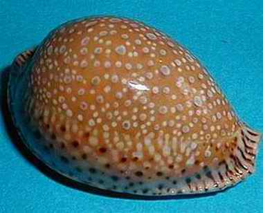  p>拉马克宝螺(学名:erosaria lamarckii lamarckii)是腹足纲宝螺科的