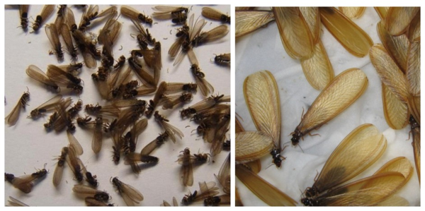 odontotermes formosanus