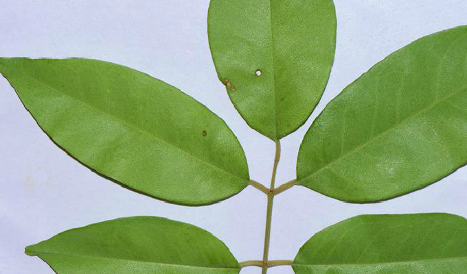  p>软荚红豆(学名: i>ormosia semicastrata /i> hance)是豆科,红豆属