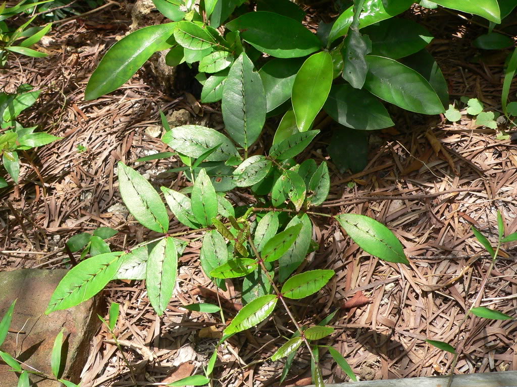  p>两面针,中药名.