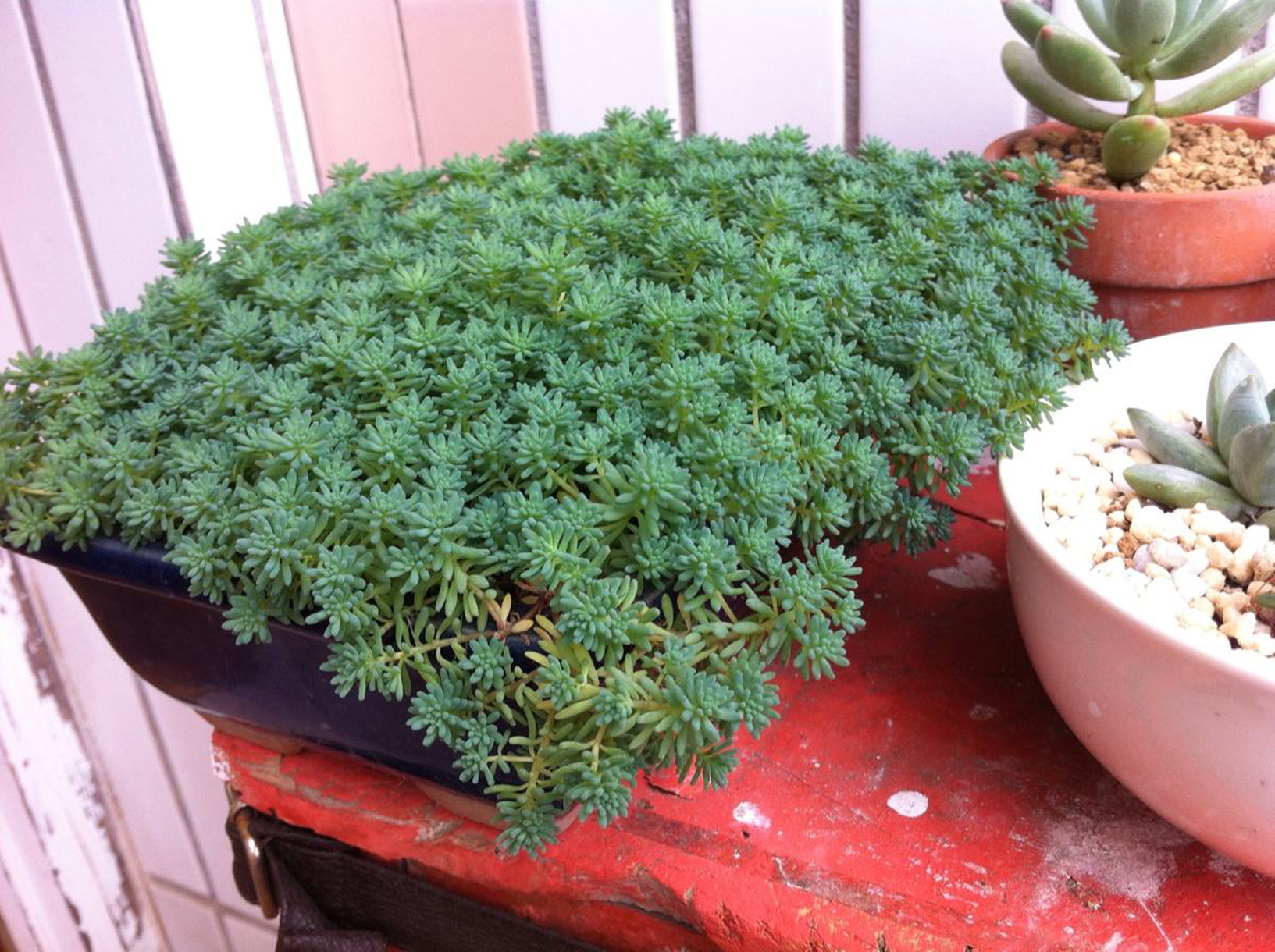 薄雪万年草和佛甲草区别(薄雪万年草与佛甲草的区别)