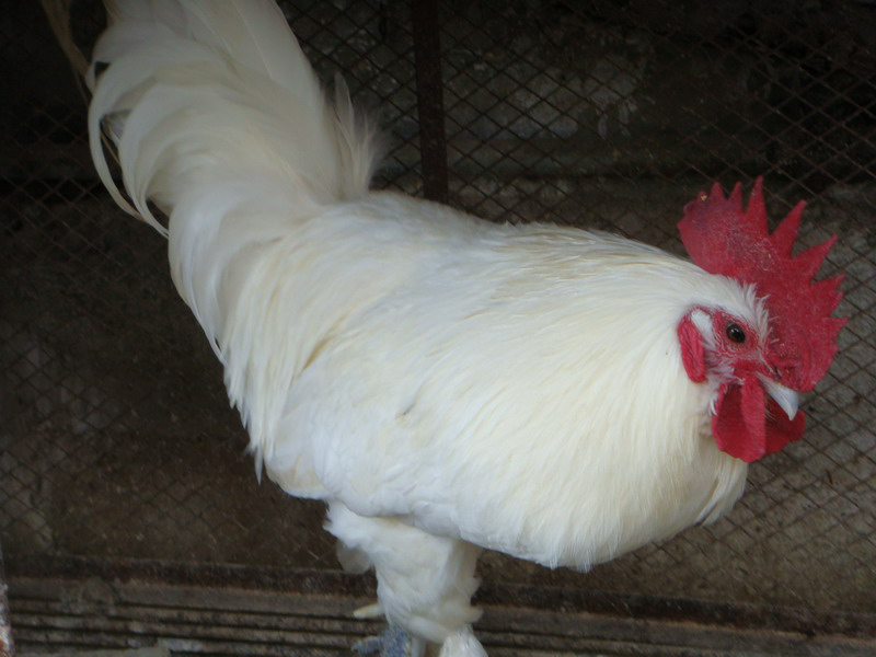 江山白毛乌骨鸡