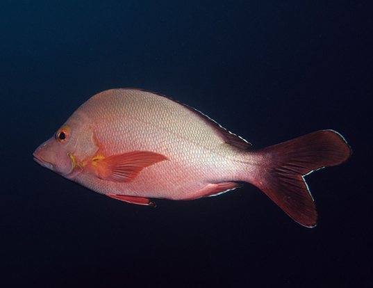  p>红笛鲷(学名: i>lutjanus sanguineus /i>)是笛鲷科,笛鲷属鱼类.