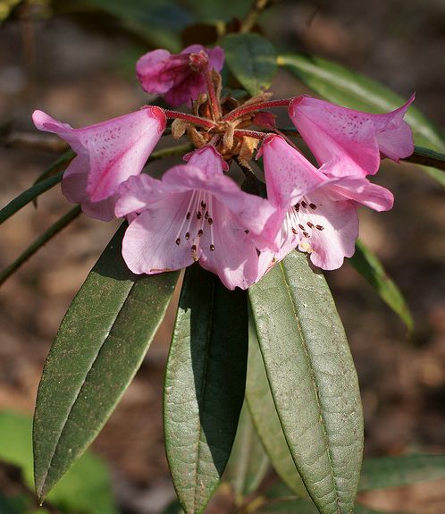  p>腺房杜鹃(学名: i>rhododendron adenogynum /i> diels)是 a href=