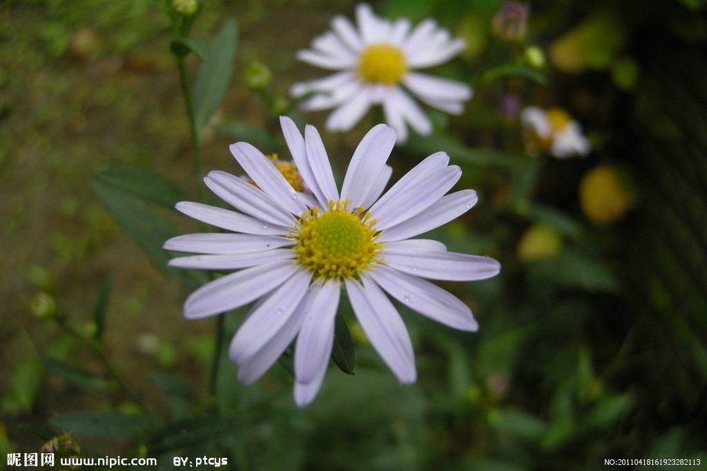 放射状排列如伞,如五加,人参等五加科植物的花序以
