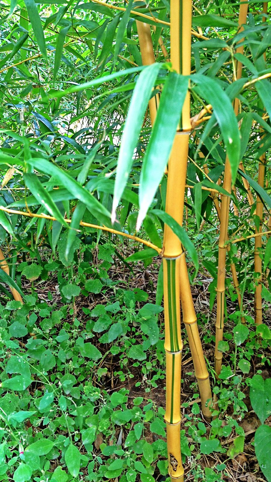 碧玉竹,青丝金竹, a href="#" data-lemmaid="3773542">大琴丝竹 /a>