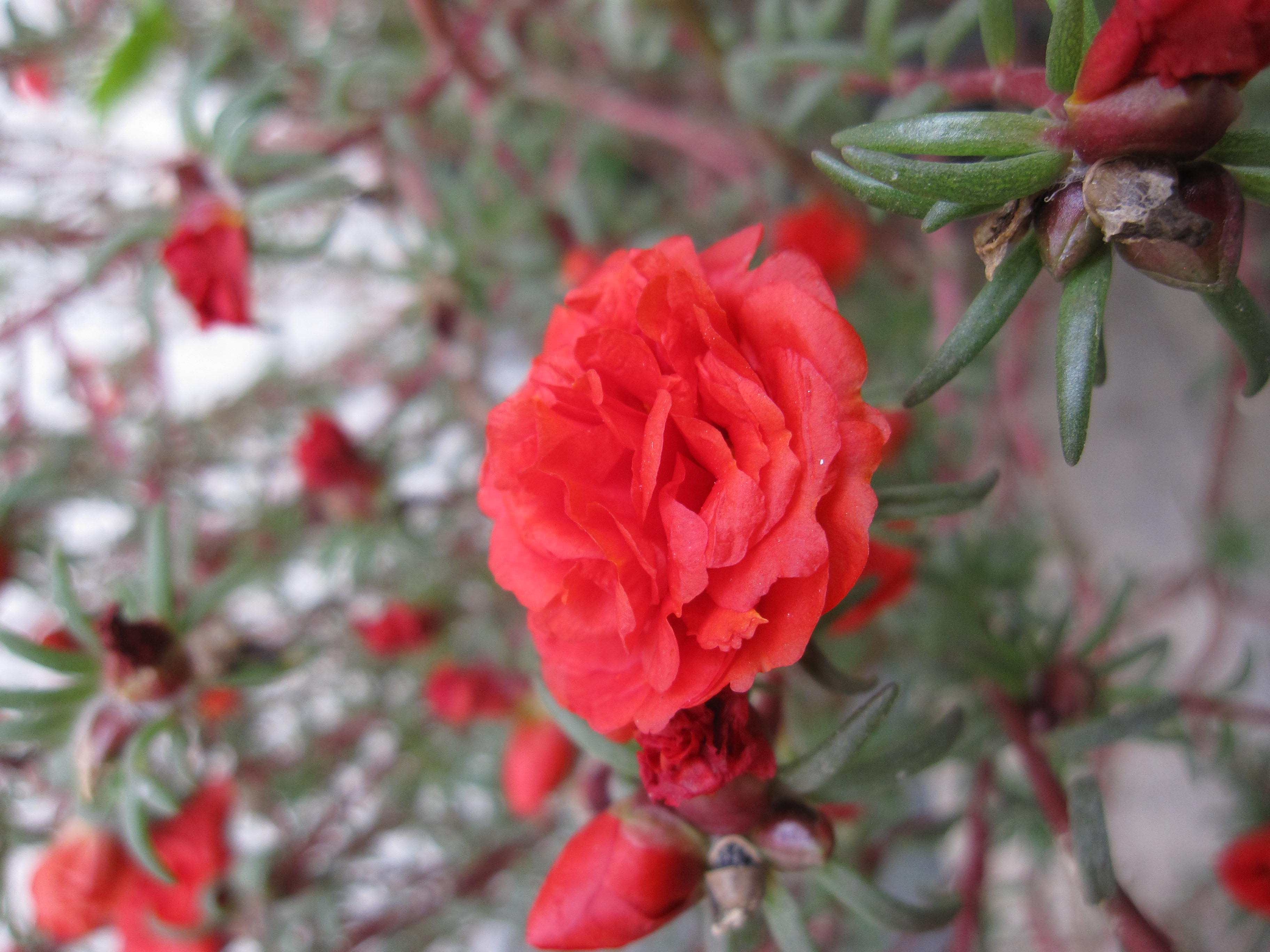  p>大花马齿苋(学名: i>portulaca grandiflora /i>  hook.
