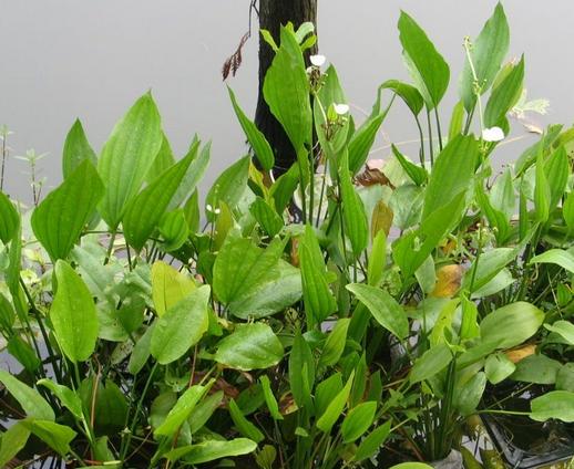 是泽泻科泽泻属植物,多年生水生或沼生草本,块茎直径1～2厘米,花药黄