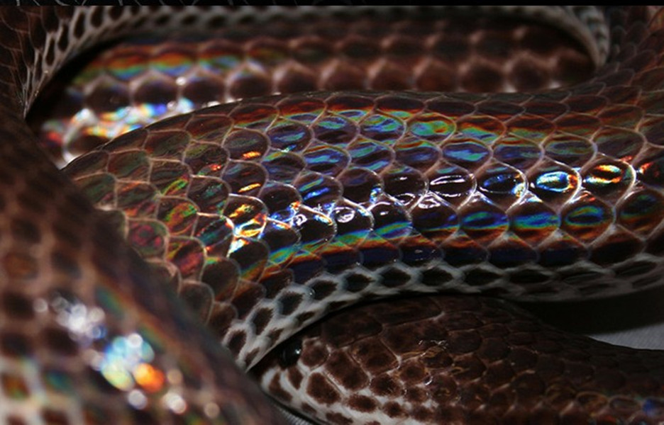  /i>&nbsp;hu and zhao,1972)是闪鳞蛇科闪鳞蛇属的一种动物,闪鳞