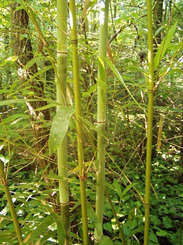 bambusa lapidea