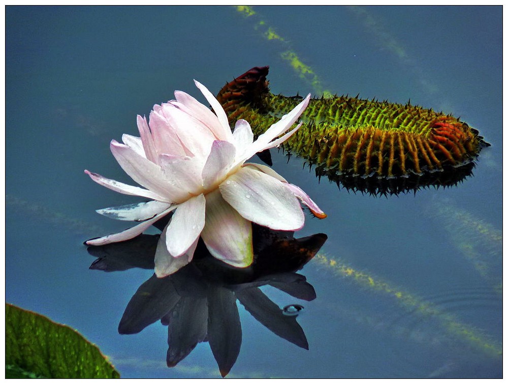  p data-id="gnb30bzeb7">霸王莲(学名:小叶王莲,叶王莲,帝王莲,大叶