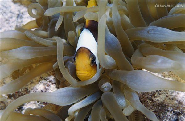  p>奶嘴海葵又称拳头海葵,学名樱蕾篷锥海葵,英文名:bulb anemone