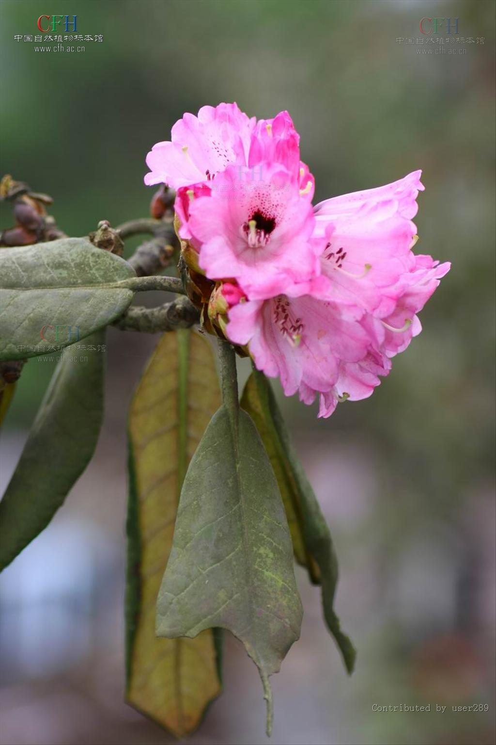  p>大王杜鹃(学名: i>rhododendron rex /i>  levl.