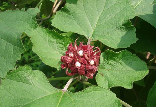  p data-id="tzamtllimhqb">臭茉莉唇是形科大青属 a target="_blank"