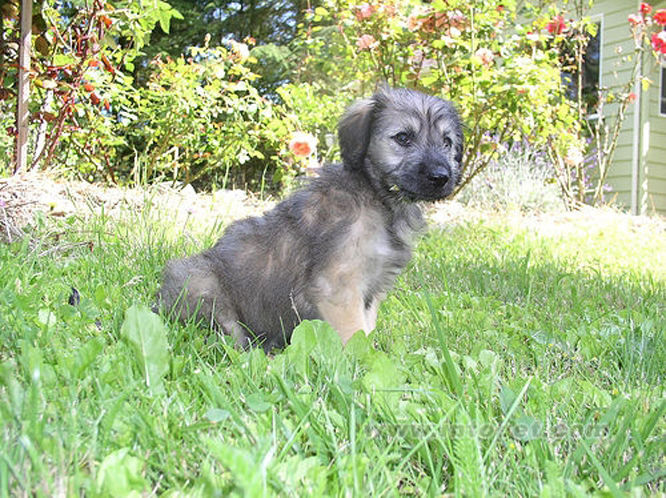 加泰罗尼亚牧羊犬