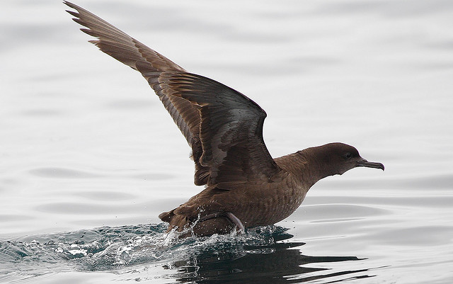 sooty shearwater