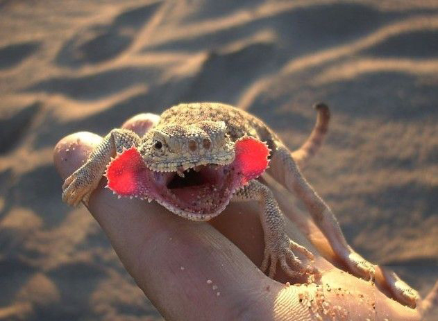  p>大耳沙蜥(学名: i>phrynocephalus mystaceus, /i>)为鬣蜥科沙蜥属