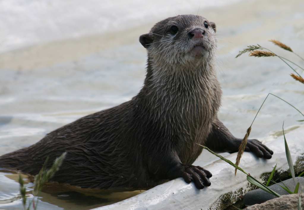  p>亚洲小爪水獭(学名: i>aonyx cinerea /i>),是世界上最小的水獭