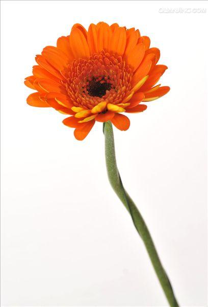  p>非洲菊(学名: i>gerbera jamesonii /i> i>  /i>bolus)是 a href="