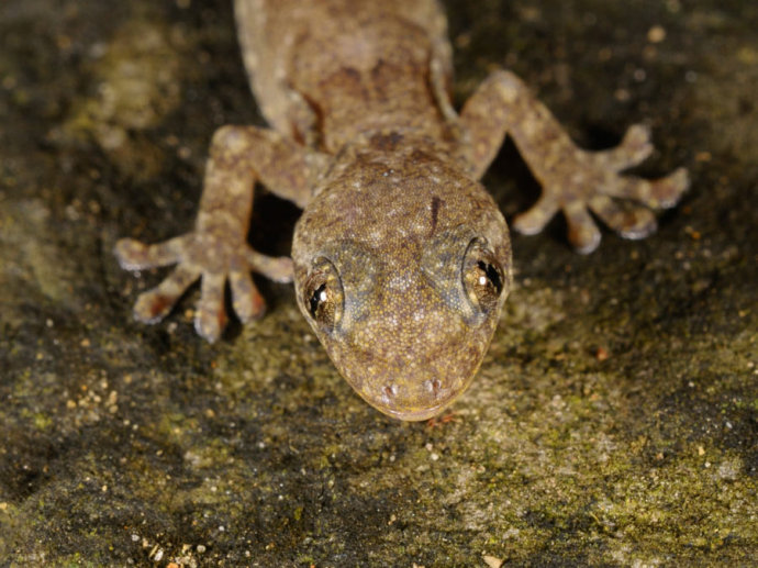  p>铅山壁虎为爬行动物.