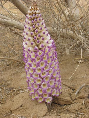  p>沙苁蓉,植株高15--70厘米.