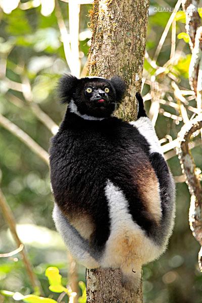 是大狐猴属唯一的一种.