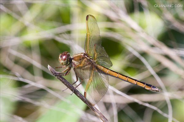 蜻蜓目幼虫