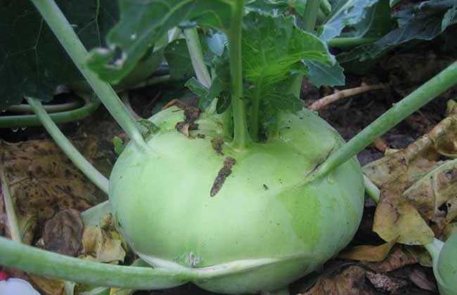 data-lemmaid="1146006">芜菁 /a>又称葑(feng),俗称大头菜,又叫九