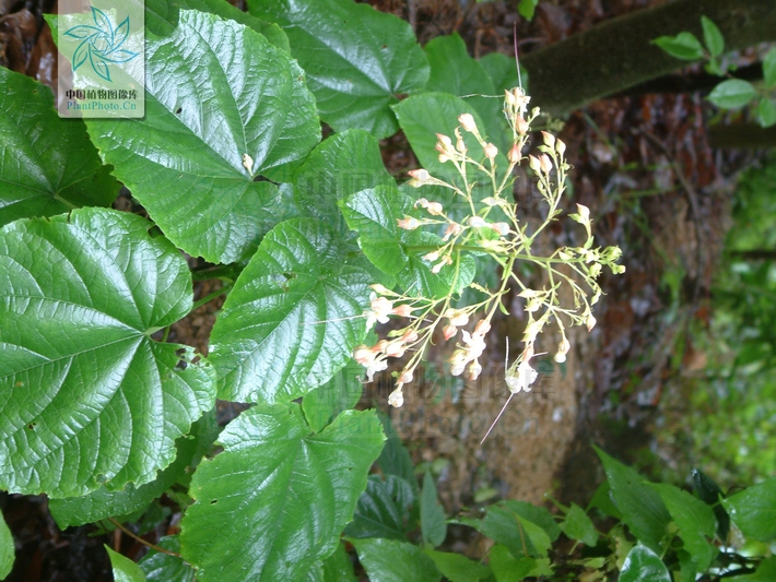 赪桐（唇形科大青属植物）_百度百科