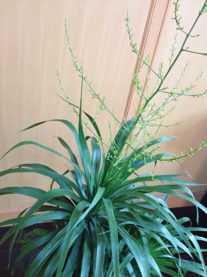  p data-id="gnwk6uhudx">龙须兰(学名:bulbophy