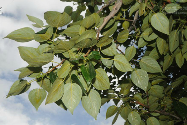 populus haoana w. c. cheng