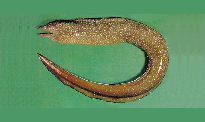 壮体裸胸鳝