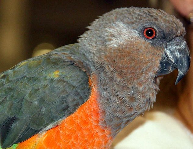  p>红腹鹦鹉(学名: i>poicephalus rufiventris /i>)仅有2个 a href="