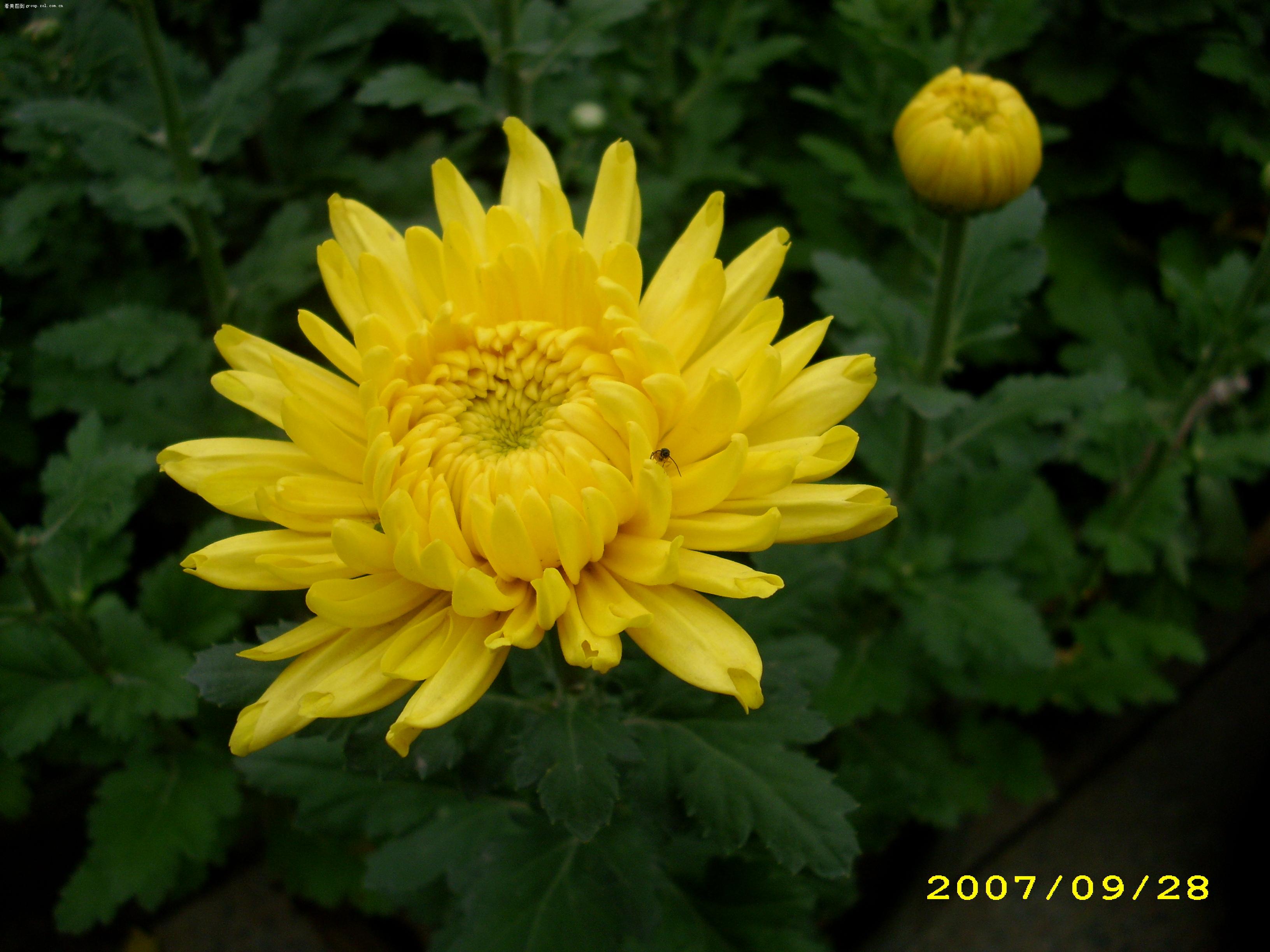  p>金菊花,多年生草本植物,菊科菊属,是经长期人工