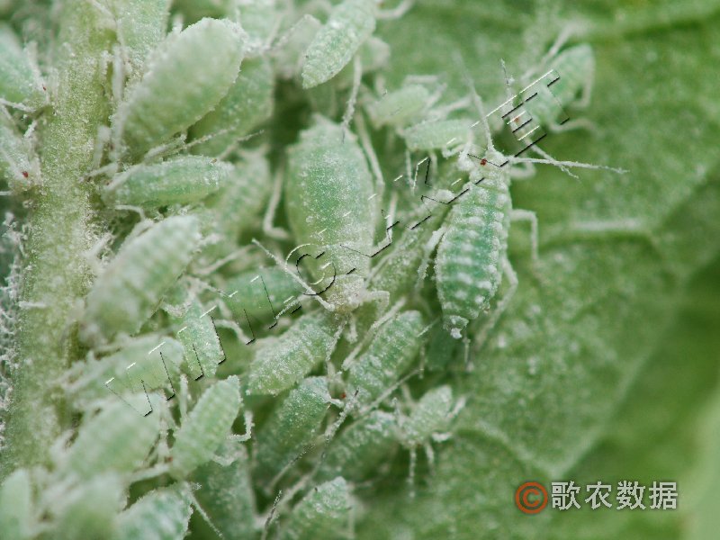  p>桃粉蚜是害虫的一种,属同翅目,蚜科.中国南北果区都有分布.