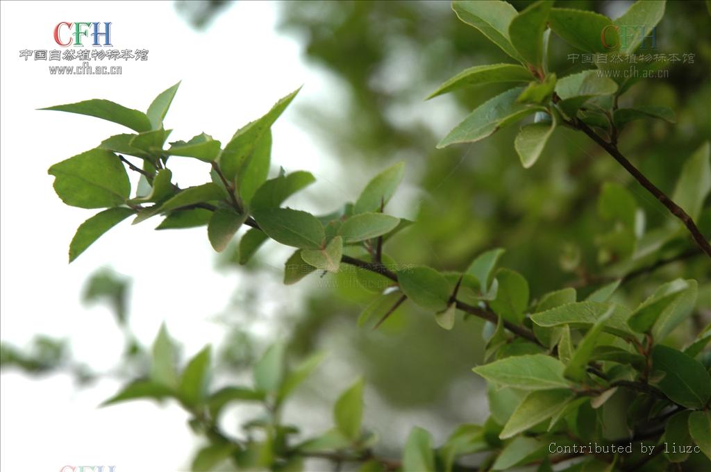  p>柞木(拉丁学名: i>xylosma racemosum(sieb. et zucc.)miq.