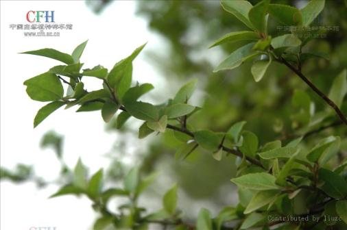 柞木（杨柳科柞木属植物）_百度百科