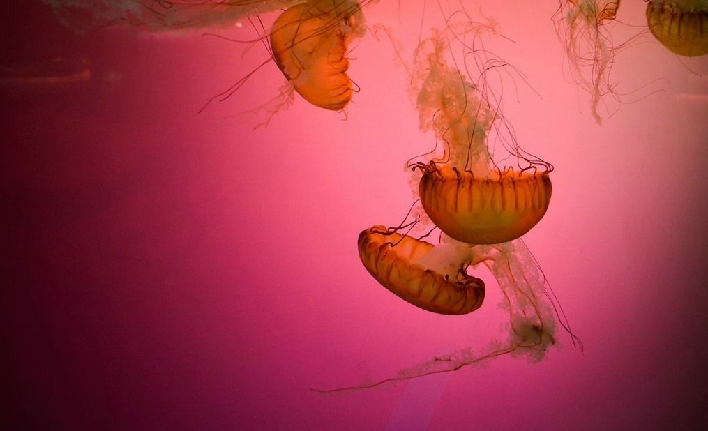 href="#" data-lemmaid="4745479">海洋生物 /a>水母中的一种,因身体