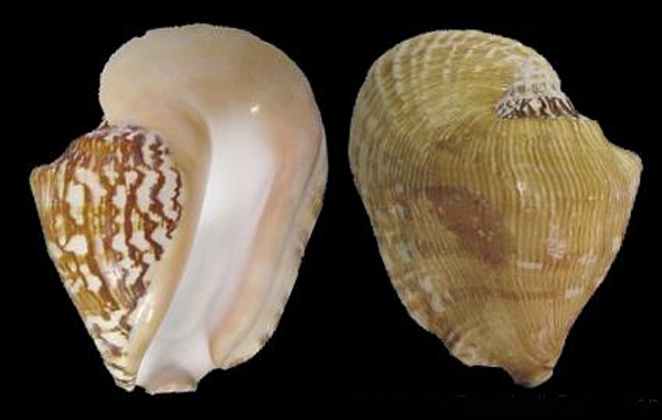  p>阔唇凤凰螺(学名:tricornis latissimus)雌雄异体.
