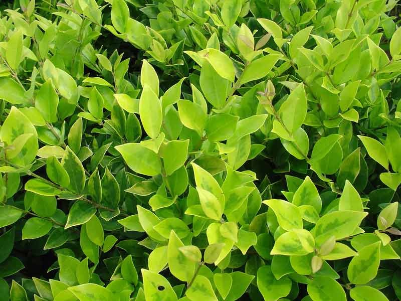  a target="_blank" href="/item/女贞属">女贞属 /a>常绿灌木或乔木