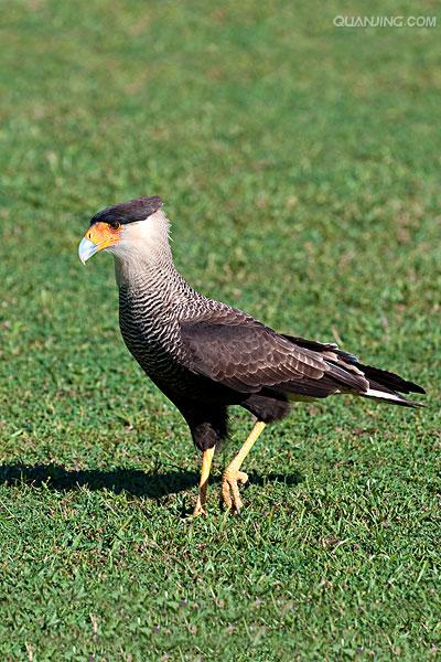  p>卡拉卡拉鹰 (caracara)亦称屍鹰(carrion hawk).