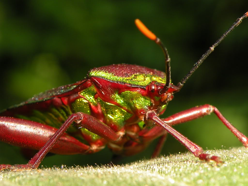 门/1622398" data-lemmaid="1622398">节肢动物门 /a>,又名斯螽 /p>